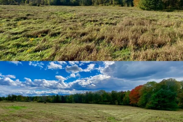 Field-mowing-Dunrobin